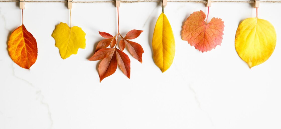 Découvrez cette activité pour profiter de l’automne : une guirlande de feuilles.
