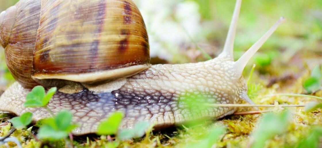 Qu’est-ce que mange un escargot ?