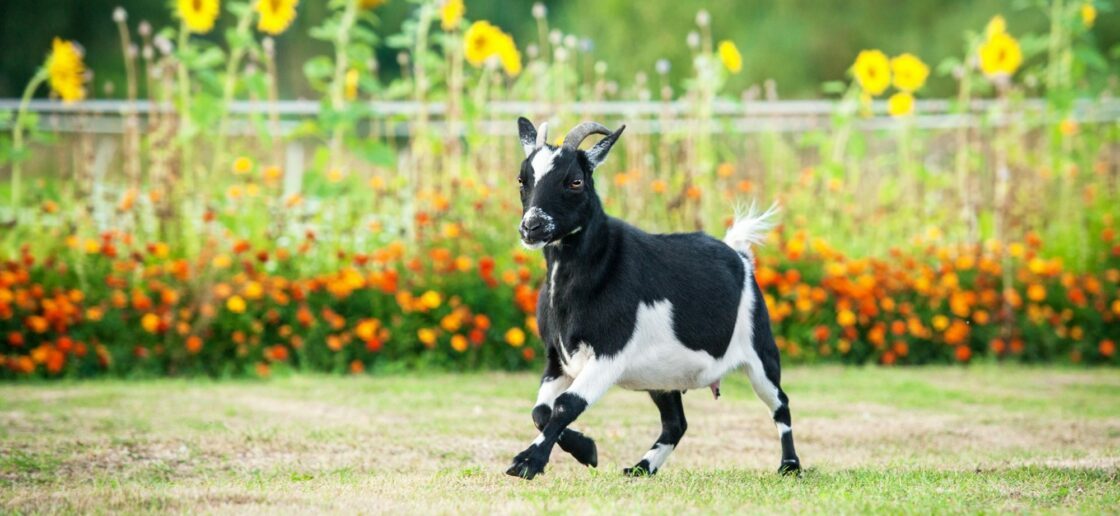 La chèvre naine, une biquette attachante