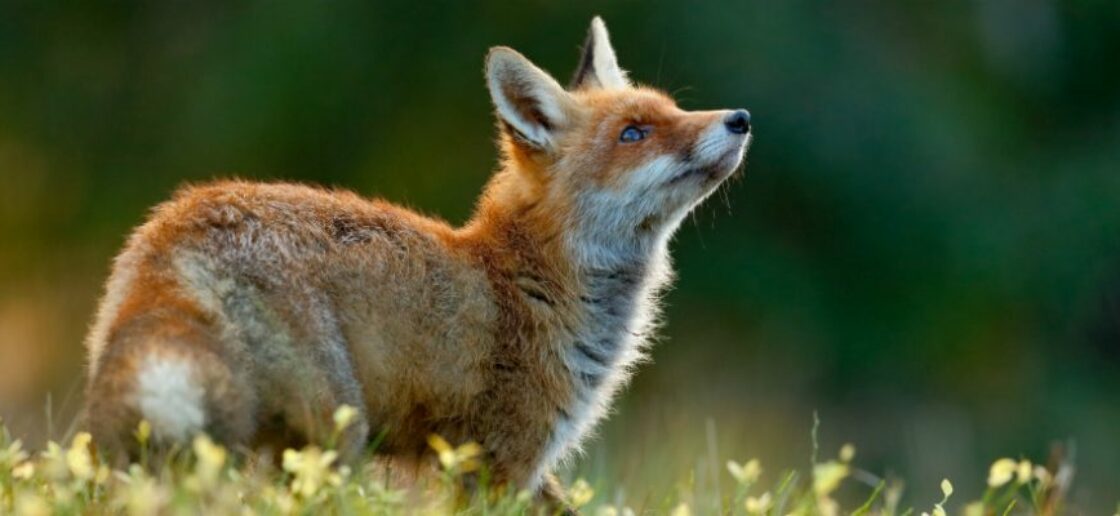 Histoire à raconter : Le Corbeau et le Renard