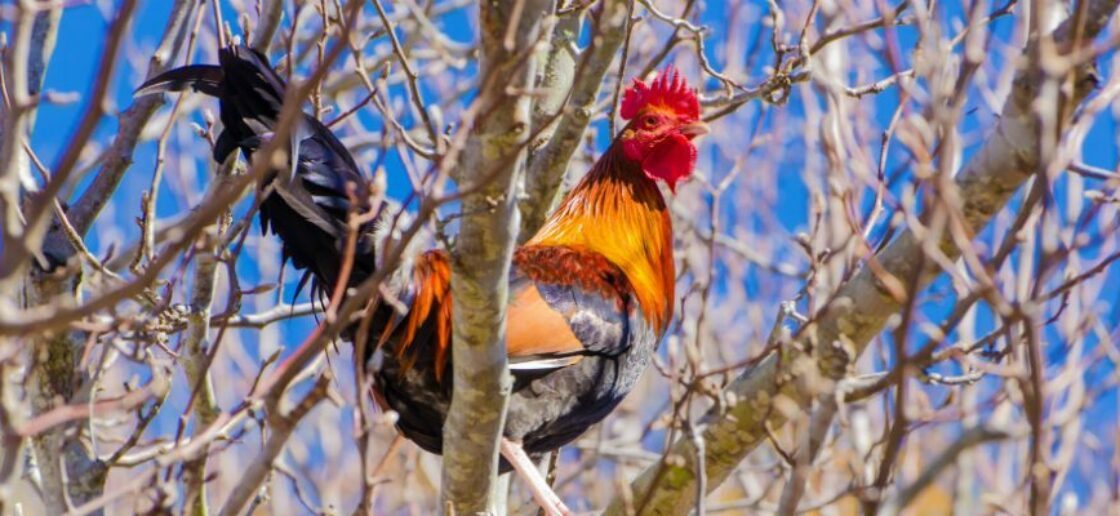 Histoire à raconter : Le Coq et le Renard