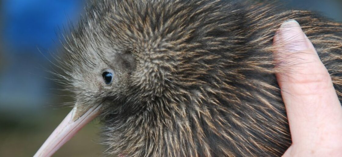 L’oiseau kiwi, star néo-zélandaise à protéger