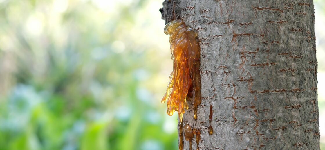 À quoi sert la sève des arbres ?