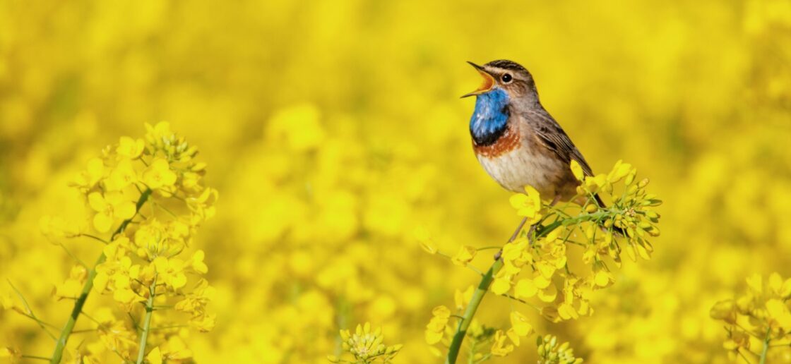 Comment les oiseaux entendent-ils sans oreilles ?