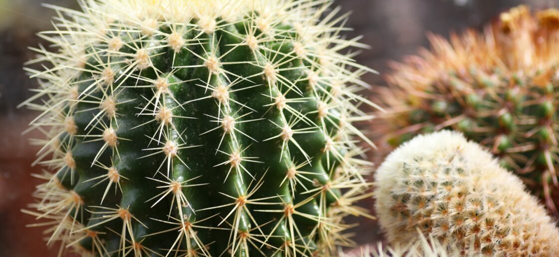 Pourquoi les cactus ont des piquants ?