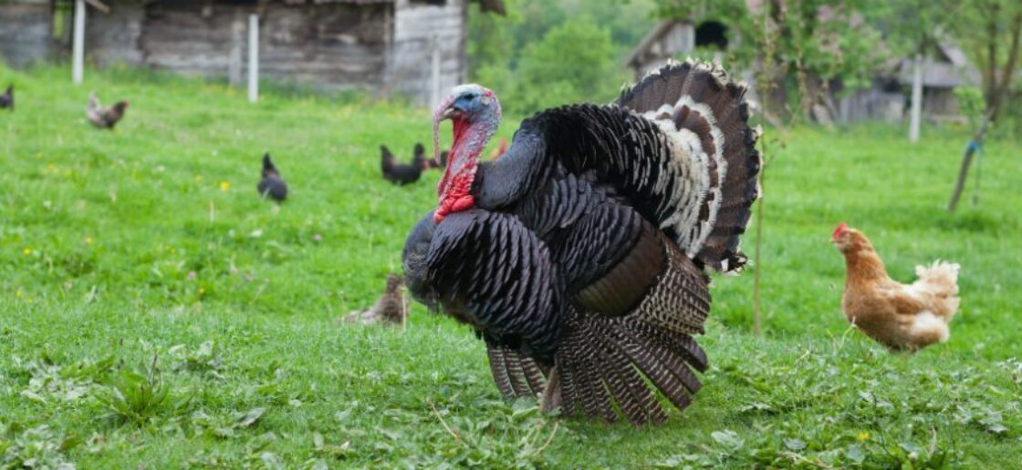 Coloriage des animaux de la ferme : le dindon