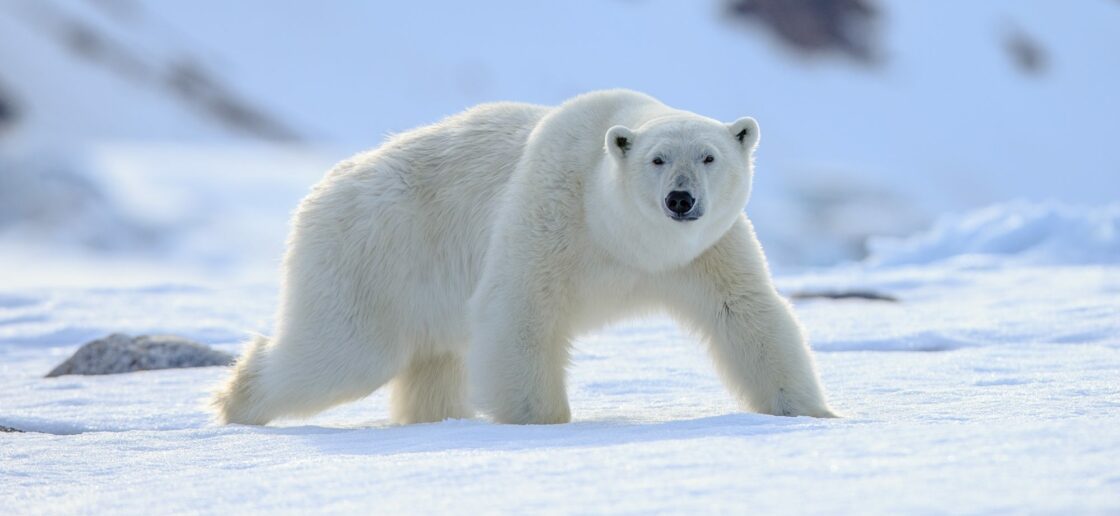 L’ours polaire