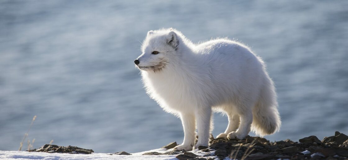 Rencontre avec le renard polaire