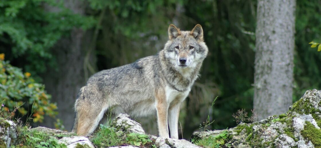 Histoire à raconter : Pierre et le Loup