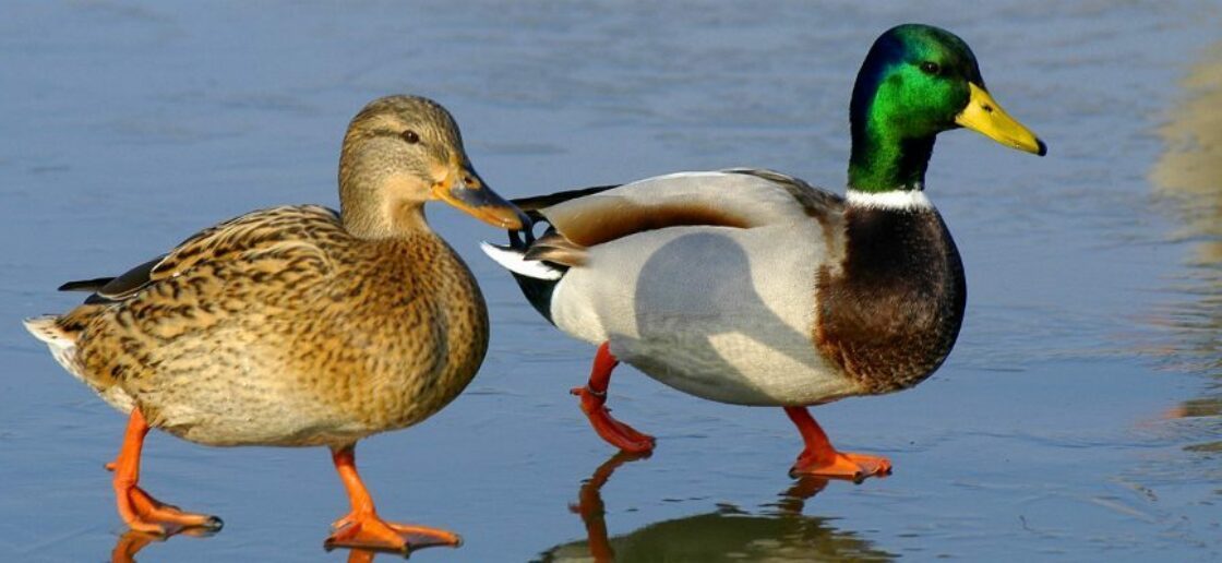 Coloriage des animaux de la ferme : le canard