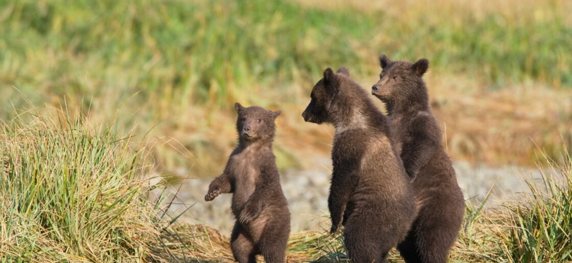 Histoire à raconter : Boucle d’Or et les Trois Ours