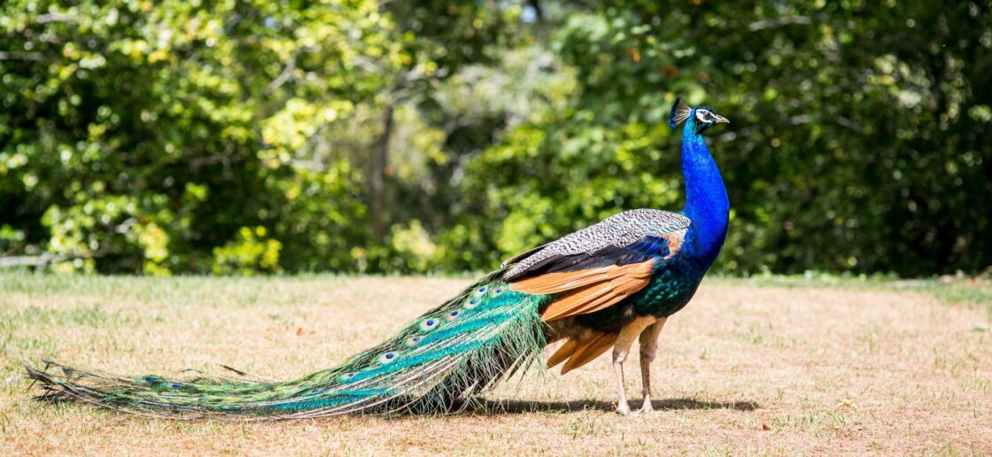 Rencontre avec le paon bleu