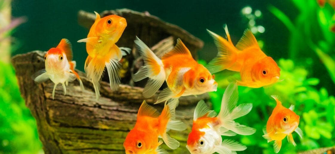 5 choses à savoir avant d’adopter un poisson rouge