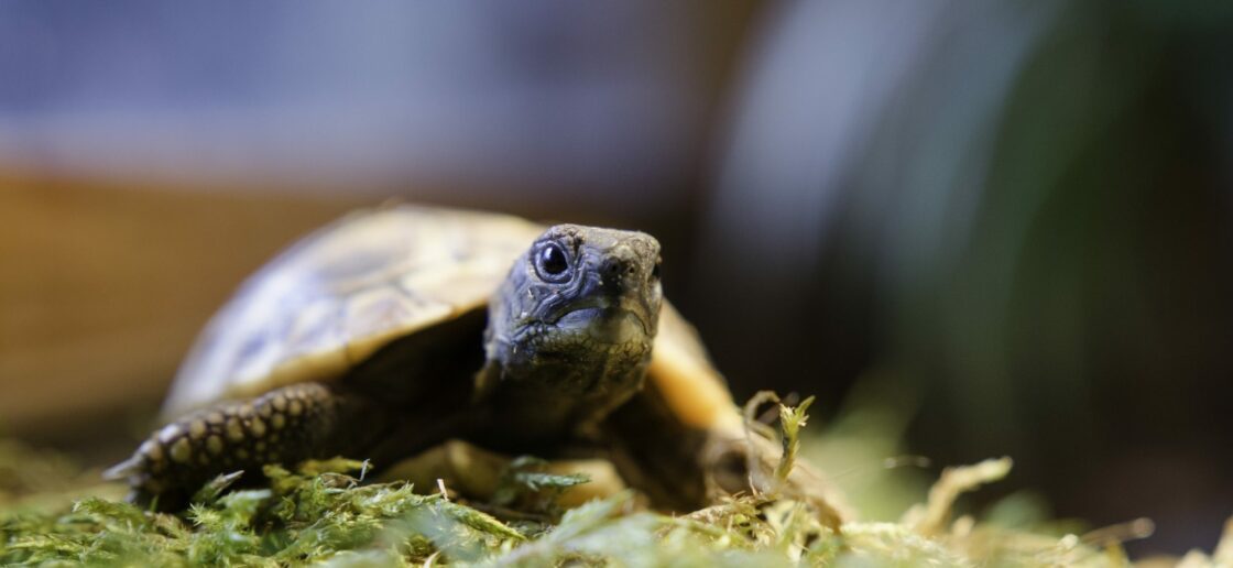 5 choses à savoir avant d’adopter une tortue