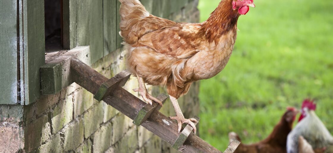 Que mange une poule ? Zoom sur cet animal de compagnie pas comme les autres