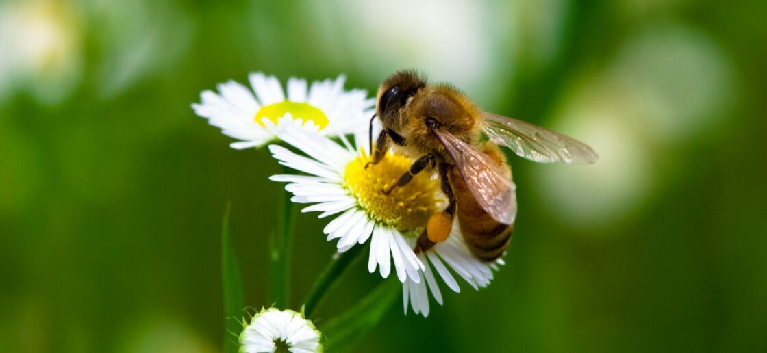 Coloriage des insectes : les petites pattes de notre biodiversité