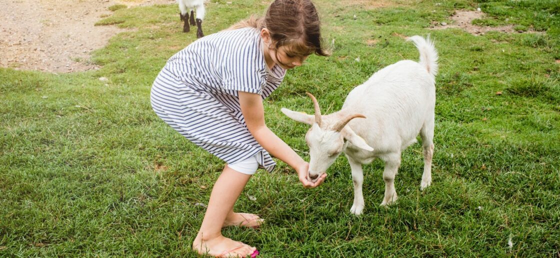 4 choses que votre enfant pourra apprendre lors d’une visite dans une ferme !