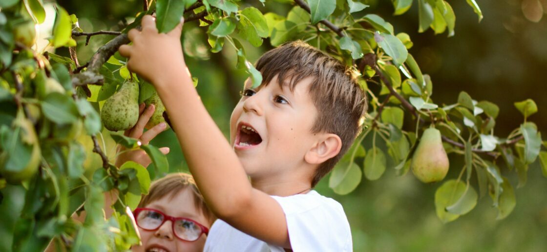 Quels sont les fruits et légumes de saison en septembre pour mieux consommer ?