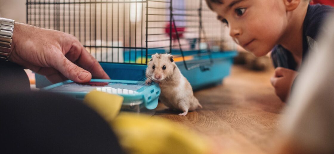 Quel petit animal de compagnie est parfait pour un enfant ?