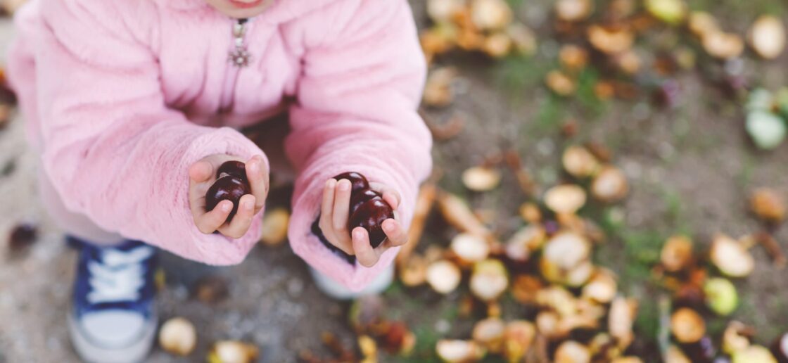 Quelles sont les différences entre les marrons et les châtaignes