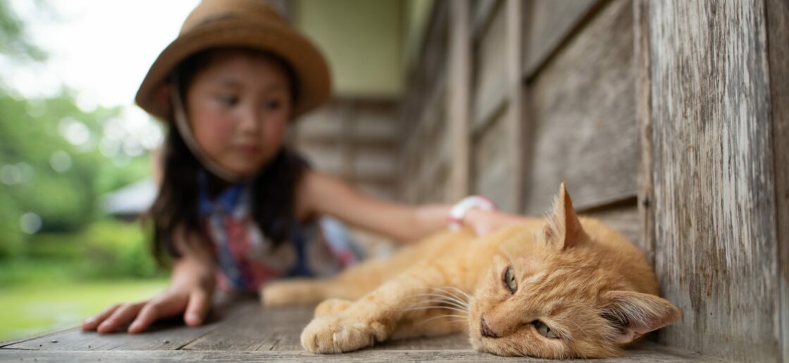 3 animaux qui adorent les câlins