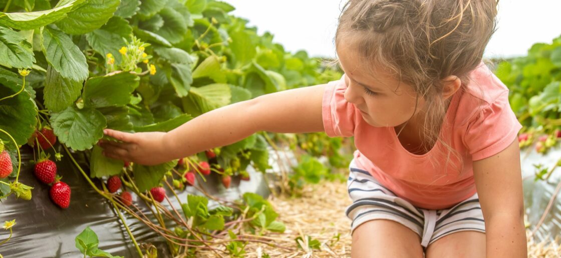 Les délicieux fruits de saison de mai pour consommer responsable