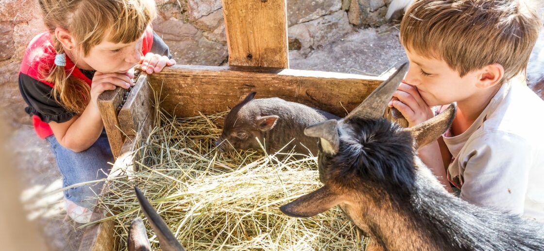 3 bonnes raisons de passer la journée dans une ferme pédagogique