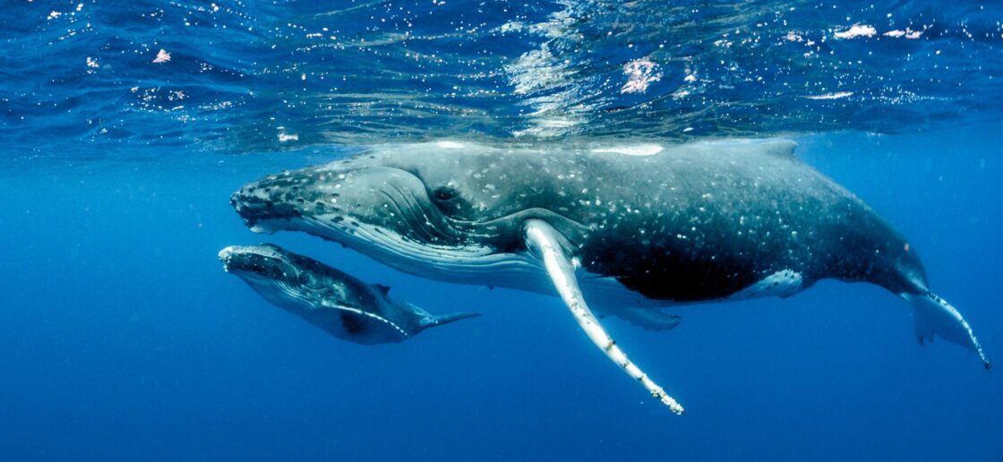 Le caca des baleines, un avantage écologique ?