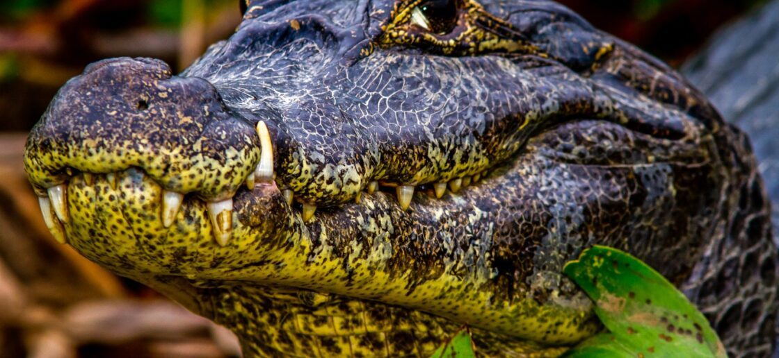 Quelle est la différence entre un crocodile et un alligator ?