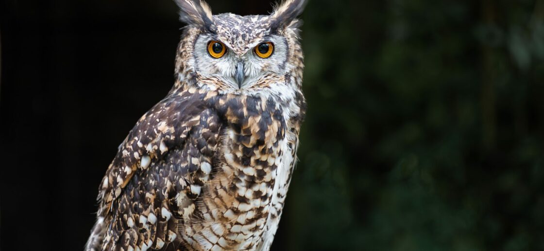 Quelle est la différence entre une chouette et un hibou ?