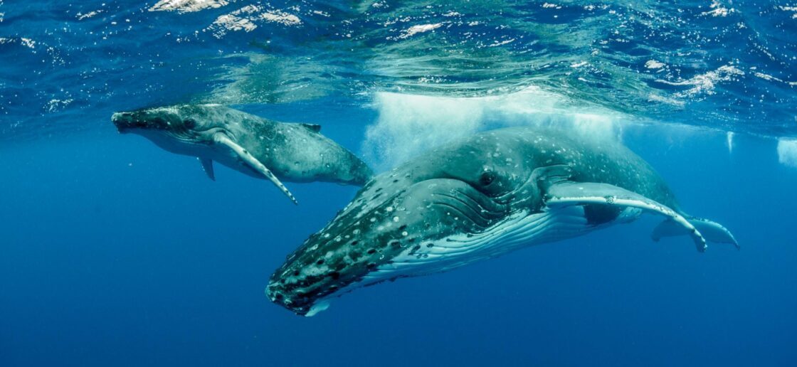 Comment dorment les baleines ?