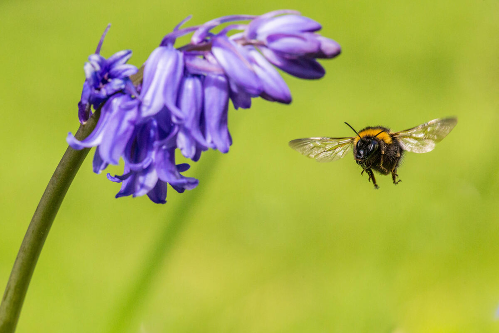 une abeille 